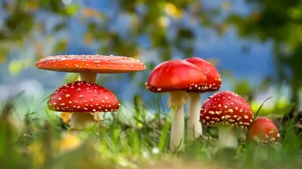 紅傘傘白桿桿（一）---抗菌劑的作用機制